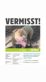 Hundeauslaufgebiet-Panzerwiese-Bild