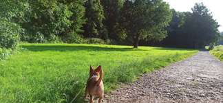 Hundeauslaufgebiet-Frechen Hücheln-Bild