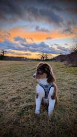 Hundegeschirr Hunter Hilo Komfort XS-Beitrag-Bild