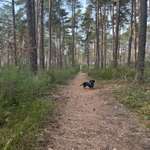 Hundeauslaufgebiet-Am alten Kanal-Bild