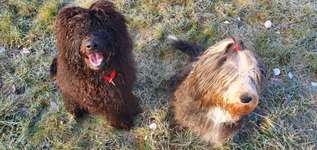 Bergamasker Hirtenhunde oder Bearded Collies hier?-Beitrag-Bild