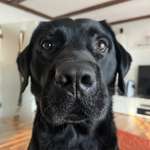 Ersteller:in Dieter Profilbild