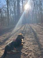 Hundeauslaufgebiet-Hakenfelde-Bild