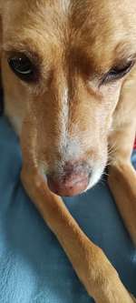 Schwellung an der Nase-Beitrag-Bild