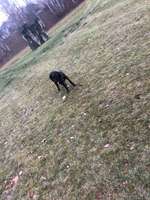 Hundeauslaufgebiet-Grünes Tal Hundepark-Bild