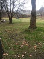 Hundeauslaufgebiet-Grünes Tal Hundepark-Bild