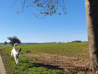 Hundeauslaufgebiet-Feld Runde zwischen Grumbach / Pohrsdorf-Bild