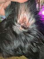 Ohr entzündet?-Beitrag-Bild