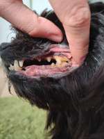 Zahngesundheit Mundgeruch nach Kot-Beitrag-Bild