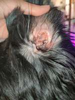 Ohr entzündet?-Beitrag-Bild