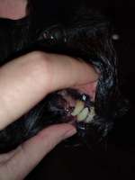 Zahnstein selbst entfernen - Zahnsteinentferner-Beitrag-Bild