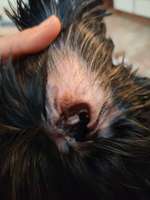 Ohrenenzündung? Pilz?-Beitrag-Bild