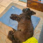Alten, kranken Hund kühlen - eure Tipps sind gefragt-Beitrag-Bild