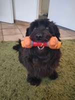 Agility-ähnliches für Seniorin mit Arthrose-Beitrag-Bild