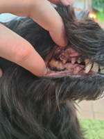 Zahngesundheit Mundgeruch nach Kot-Beitrag-Bild