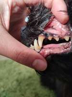 Zahngesundheit Mundgeruch nach Kot-Beitrag-Bild