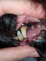 Zahnstein selbst entfernen - Zahnsteinentferner-Beitrag-Bild