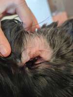 Ohrenenzündung? Pilz?-Beitrag-Bild