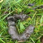 Kotfarbe ?-Beitrag-Bild