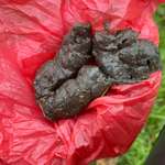 Kotfarbe ?-Beitrag-Bild