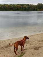 Hundeauslaufgebiet-Hundestrand Auesee-Bild
