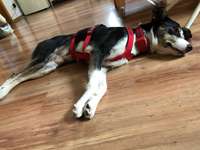 Alter unseres Hundes-Beitrag-Bild