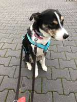 Alter unseres Hundes-Beitrag-Bild