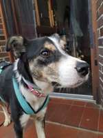 Alter unseres Hundes-Beitrag-Bild