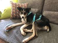 Alter unseres Hundes-Beitrag-Bild