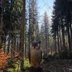 Hundeauslaufgebiet-Waldgeisterweg Ehrenfriedersdorf-Bild