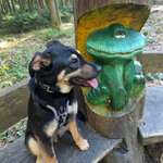 Hundeauslaufgebiet-Waldgeisterweg Ehrenfriedersdorf-Bild