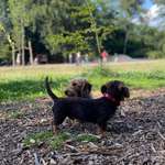 Hundeauslaufgebiet-Hundewald Doghausen-Bild