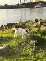 Hundeauslaufgebiet-Rheinwiesen Duisburg-Neuenkamp-Bild