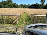 Hundeauslaufgebiet-Ripshorster Hundewiese-Bild