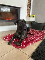 Rassensuche Cane Corso Italiano-Beitrag-Bild