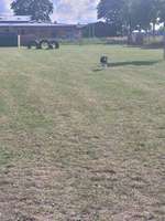 Hundeauslaufgebiet-Treff der Fellnasen-Bild