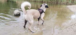 Hundeauslaufgebiet-Arkenberge-Bild