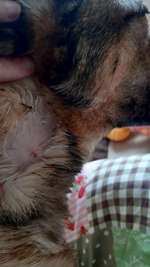 Fellverlust-Beitrag-Bild