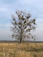 Hundeauslaufgebiet-Falkenseer Alpen-Bild