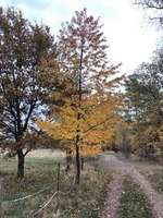 Hundeauslaufgebiet-Falkenseer Alpen-Bild