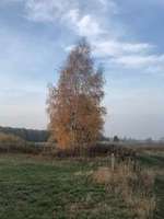 Hundeauslaufgebiet-Falkenseer Alpen-Bild