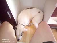 Suchmeldung-Lågøya-Bild