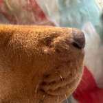 Weißer Knubbel an Schnauze-Beitrag-Bild