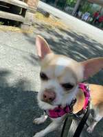 Umzug mit Hund-Beitrag-Bild