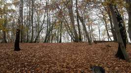 Hundeauslaufgebiet-Westerbusch-Bild