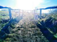 Hundeauslaufgebiet-Naturschutzgebiet und Wandergebiet Rodderberg-Bild