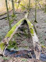 Hundeauslaufgebiet-Wildensteiner Tal (kleine Runde)-Bild