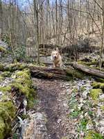 Hundeauslaufgebiet-Wildensteiner Tal (kleine Runde)-Bild