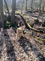 Hundeauslaufgebiet-Wildensteiner Tal (kleine Runde)-Bild
