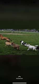 Hundeauslaufgebiet-Rheinpark Hundewiese-Bild